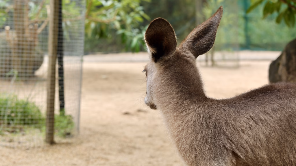 Close up of kangaroo ear at Kuranda Koala Gardens