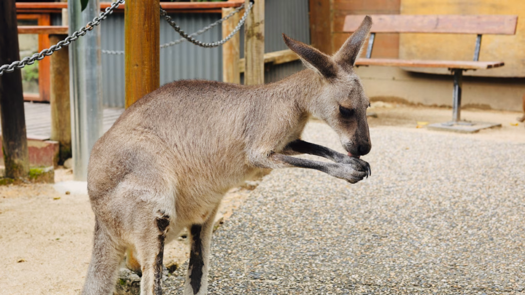 Kangaroo grooming itself at Kuranda Koala Gardens