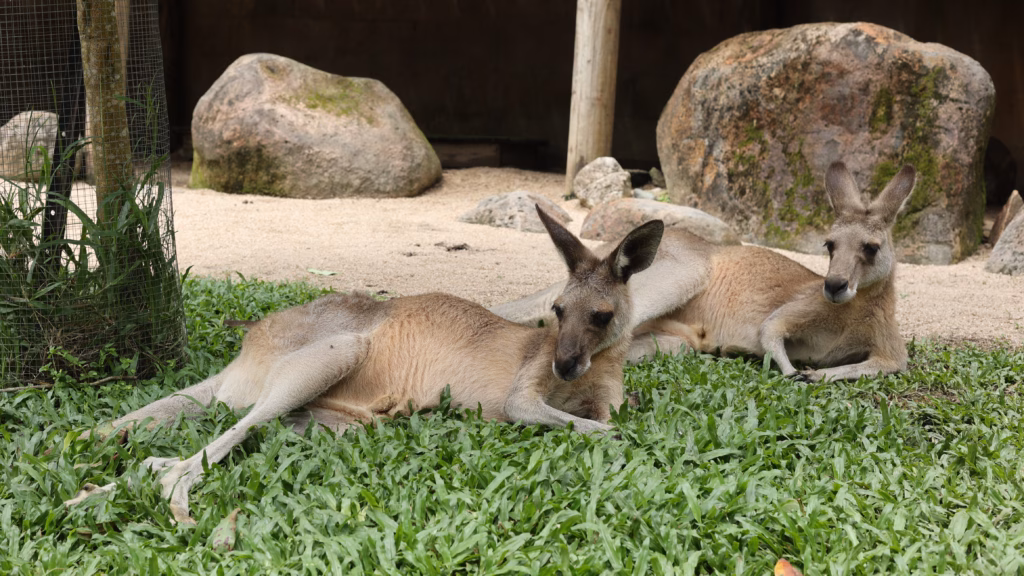 Two kangaroos resting in shade at Kuranda Koala Gardens