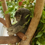 Koala eating eucalyptus leaves at Kuranda Koala Gardens