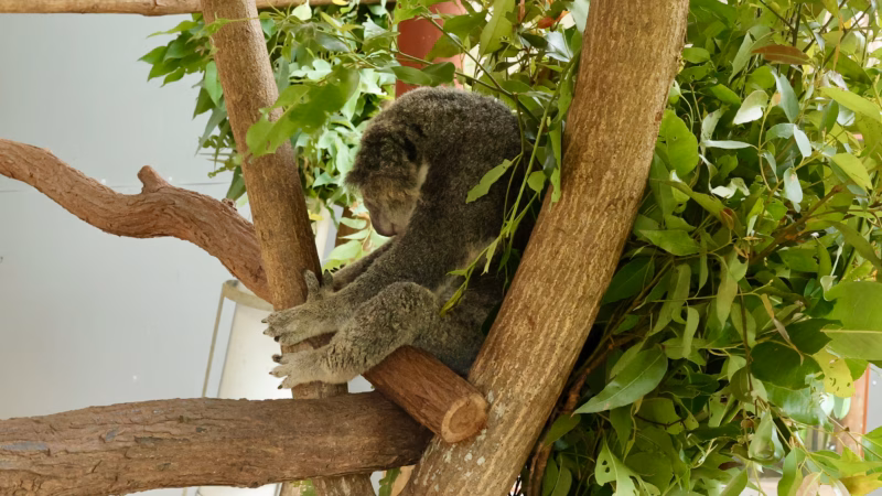 Koala eating eucalyptus leaves at Kuranda Koala Gardens