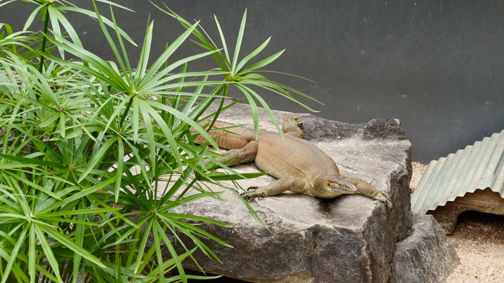 Monitor lizard sunning on rock at Kuranda Koala Gardens