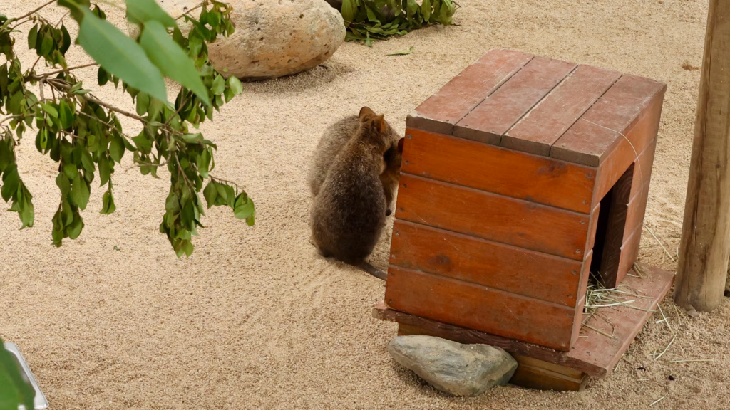 Quokka investigating its wooden shelter at Kuranda Koala Gardens