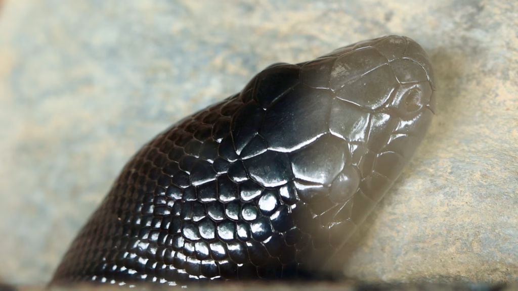 Snake head visible between rocks at Kuranda Koala Gardens reptile enclosure