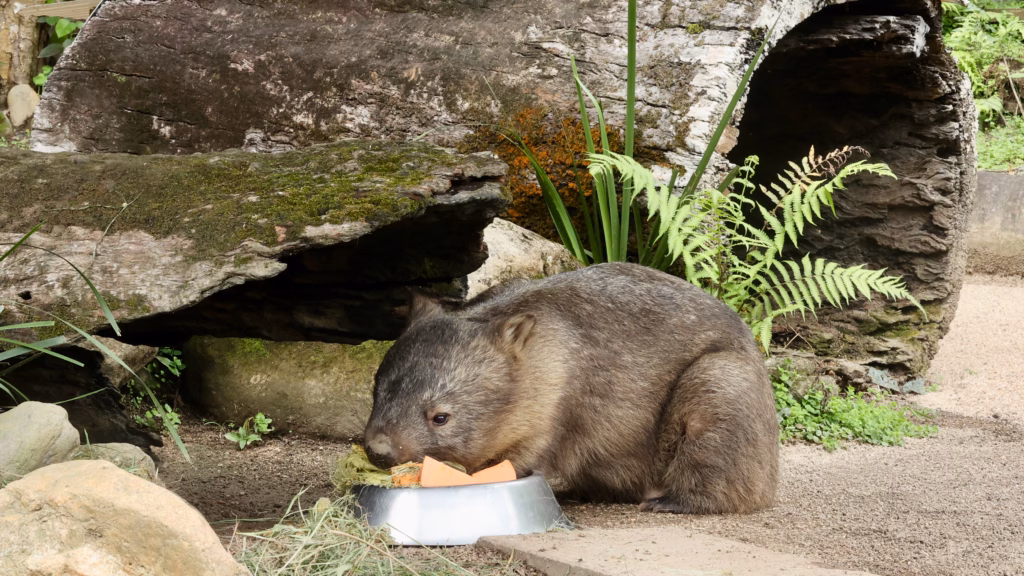Wombat eating from bowl beside log den at Kuranda Koala Gardens