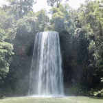 Millaa Millaa Falls dropping 18.3 metres over volcanic basalt into a pool