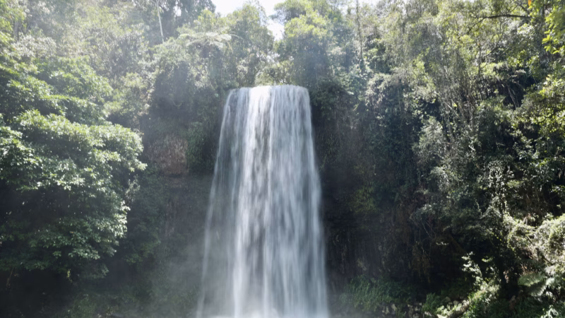 Millaa Millaa Falls dropping 18.3 metres over volcanic basalt into a pool