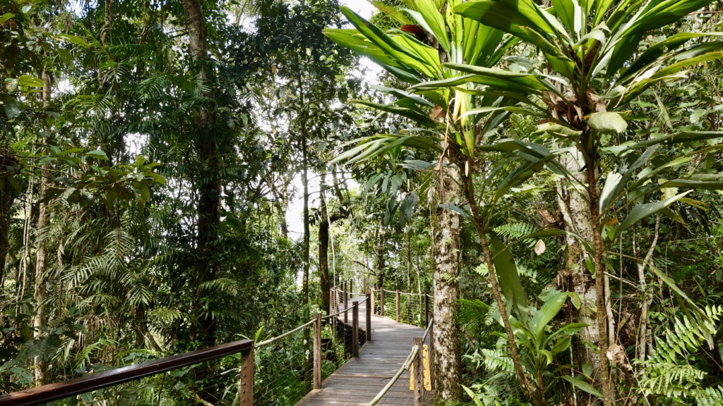 Fan palm and bromeliad beside boardwalk at Red Peak Station Skyrail