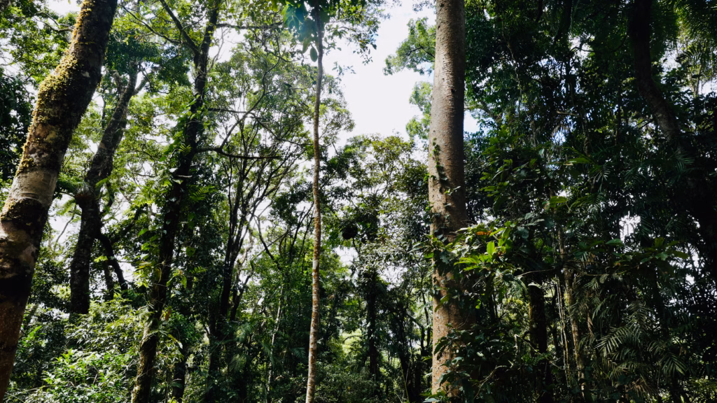 Rainforest tree with fluted buttress roots at Red Peak boardwalk
