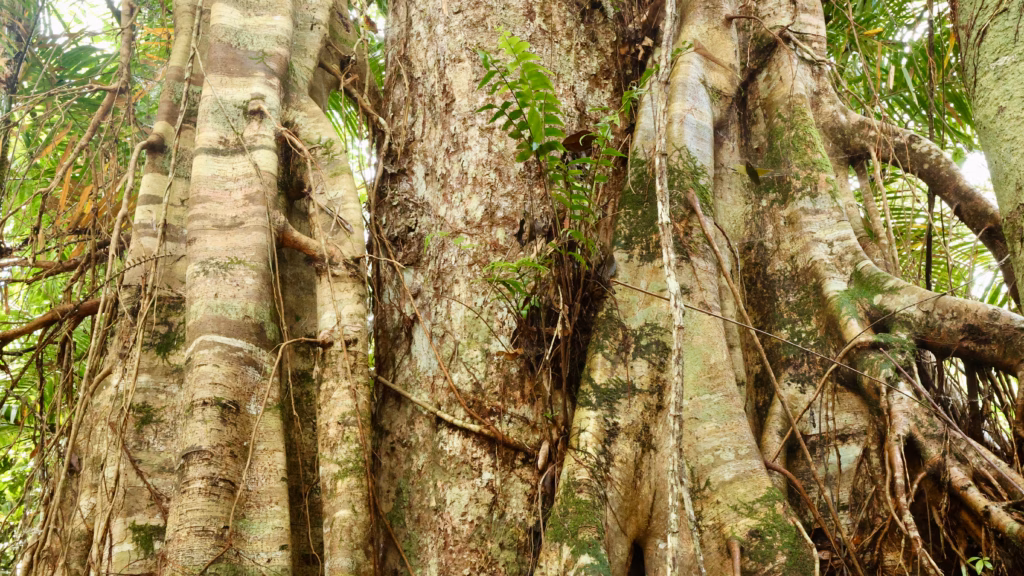 Gap in rainforest canopy showing forested valley at Red Peak