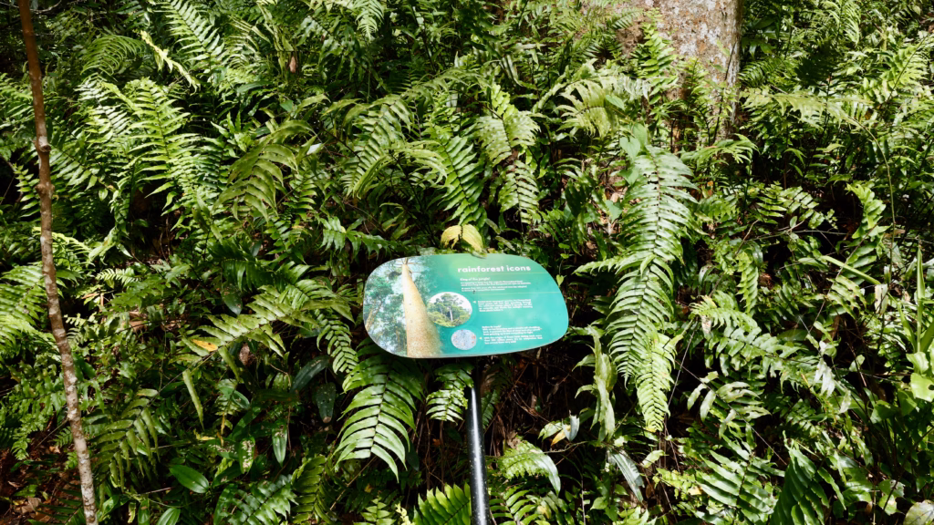 Rainforest Icons interpretive sign beside a 400 year old Queensland Kauri Pine