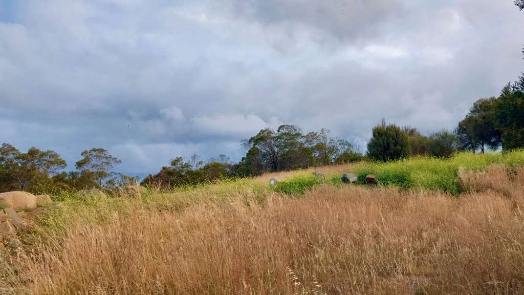 Summer grass and coastal scrub on the Rosny Circuit Track behind Rosny Hill Lookout