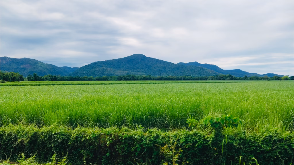 Sugarcane fields near Cairns seen from Kuranda Scenic Railway