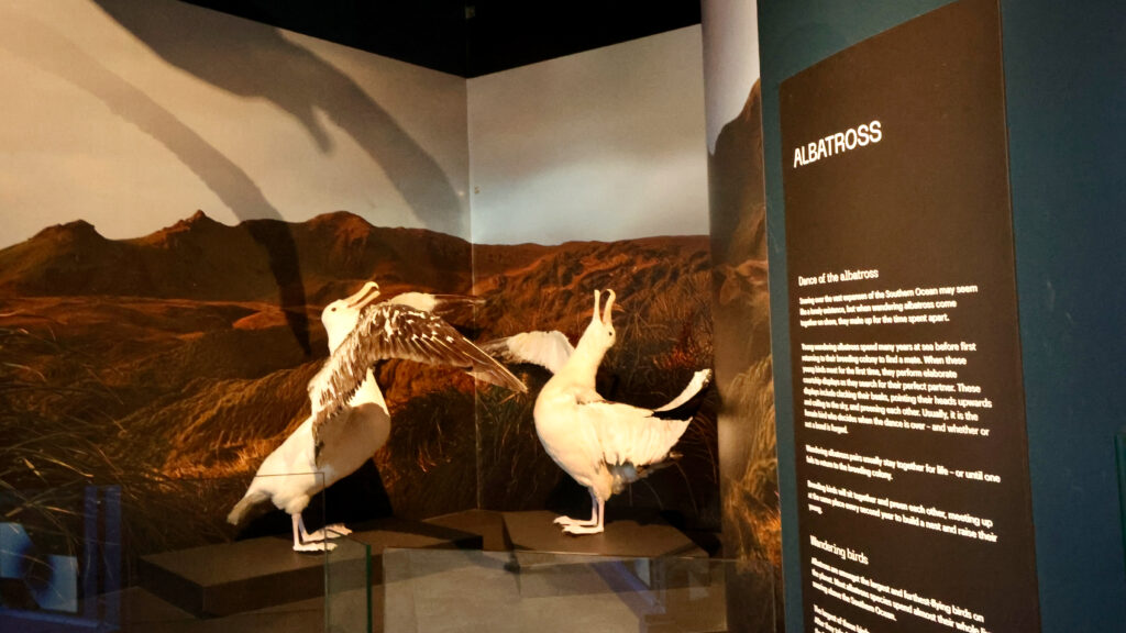 Two taxidermied albatrosses in courtship display pose with information panel at TMAG