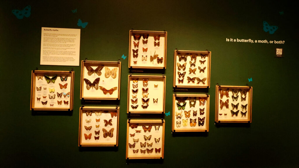 Wall of mounted butterfly and moth specimen cases at TMAG