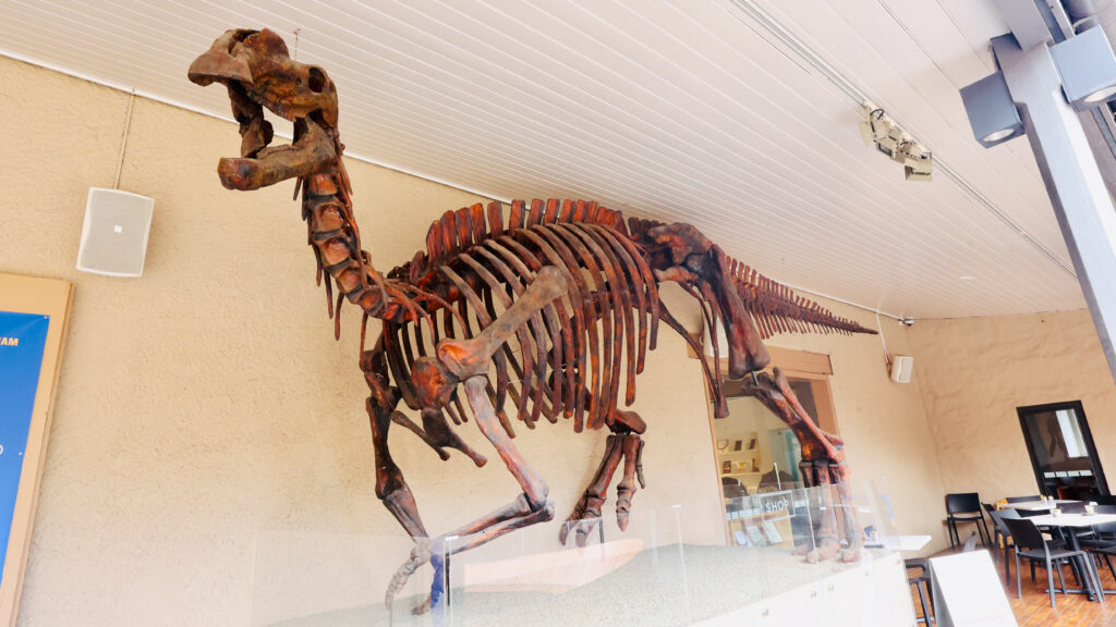 Dinosaur skeleton mounted above the TMAG shop and cafe entrance