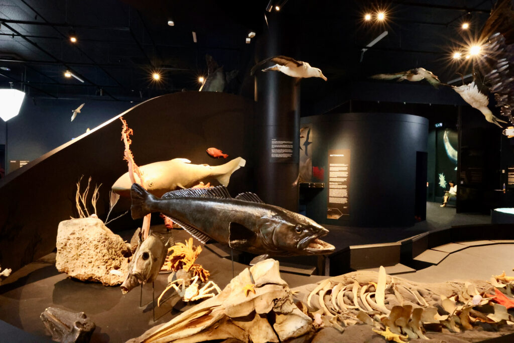 Marine life diorama at TMAG with fish, whale bones, and taxidermied seabirds