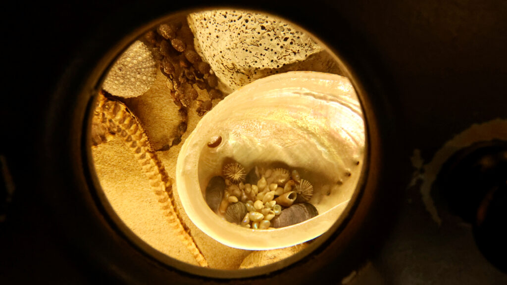 Shell and marine specimens viewed through a circular display window at TMAG