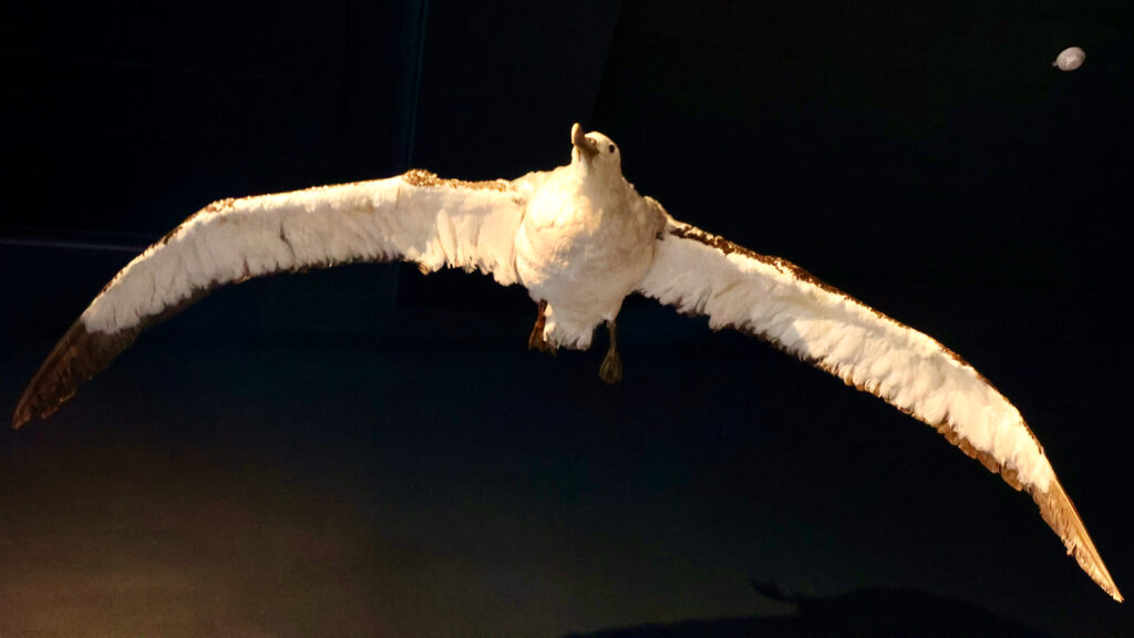 Taxidermied albatross with full wingspan on display at TMAG