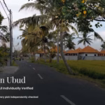 Local road lined with palm trees and rice fields on the outskirts of Ubud, Bali