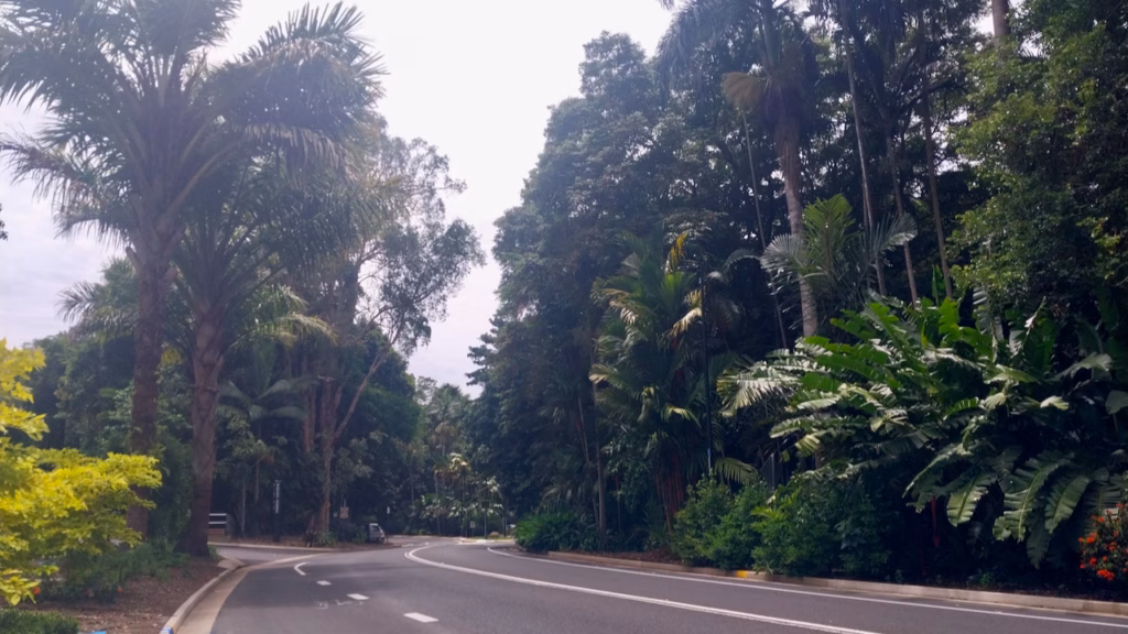 Palm-lined entrance road at Cairns Botanic Gardens