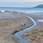 Two pelicans standing on an exposed mudflat at low tide along the Cairns Esplanade, with a small tidal creek running through it
