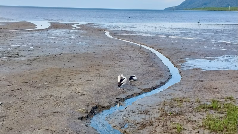 Two pelicans standing on an exposed mudflat at low tide along the Cairns Esplanade, with a small tidal creek running through it