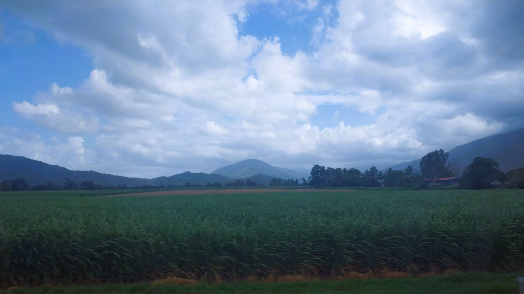 Sugarcane fields with mountains and cloud cover in the background, on a road out of Cairns