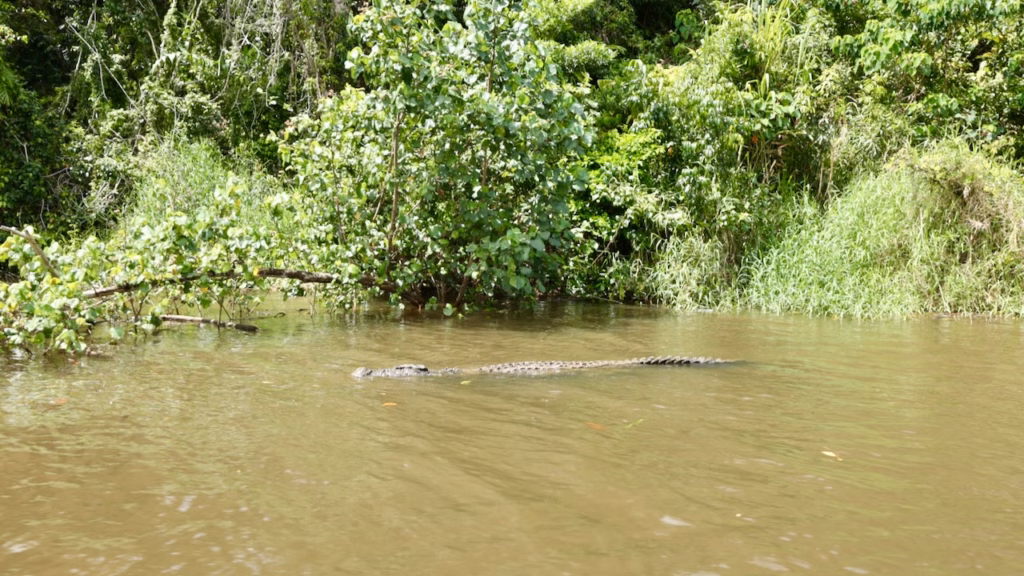 A saltwater crocodile swimming close to the riverbank on the Daintree River