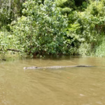 A saltwater crocodile swimming close to the riverbank on the Daintree River