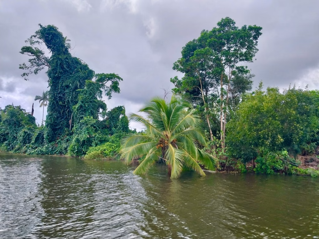 A dead tree wrapped in vines standing in the Daintree River, with a coconut palm growing beside it