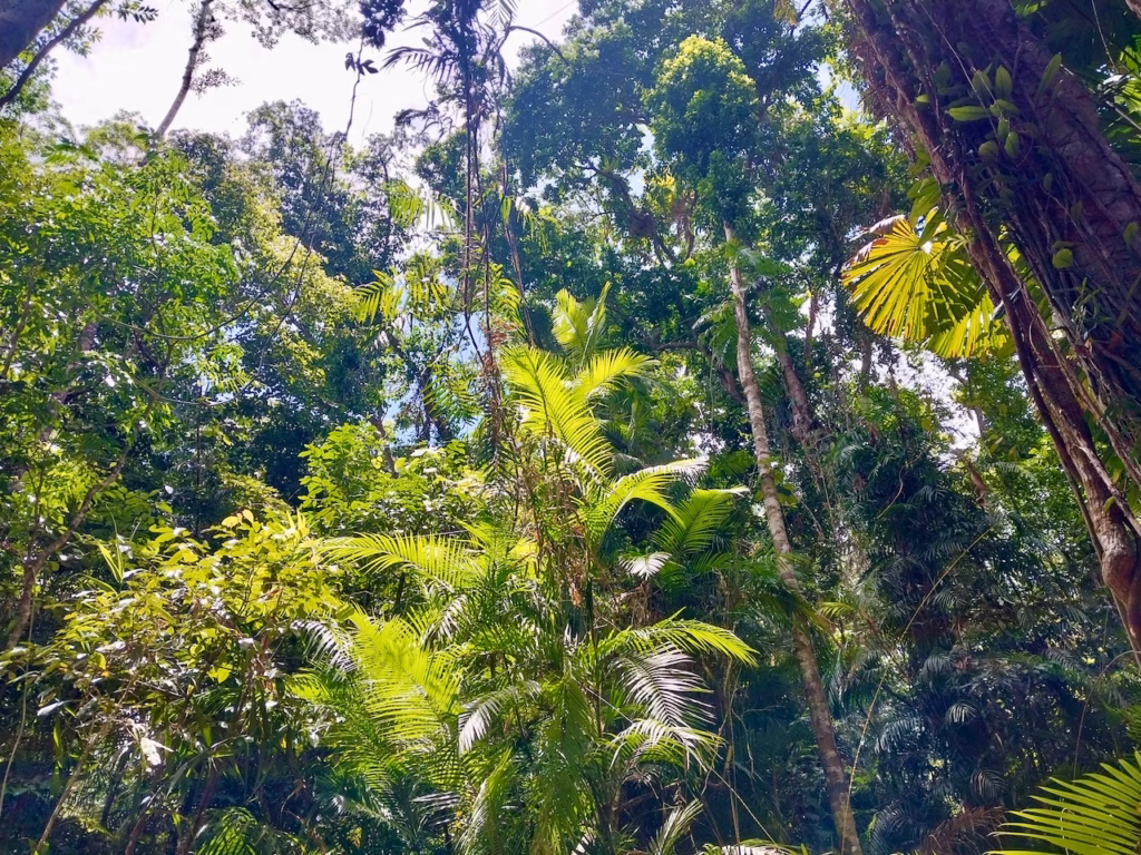 Sunlight breaking through the rainforest canopy on the Jindalba walk