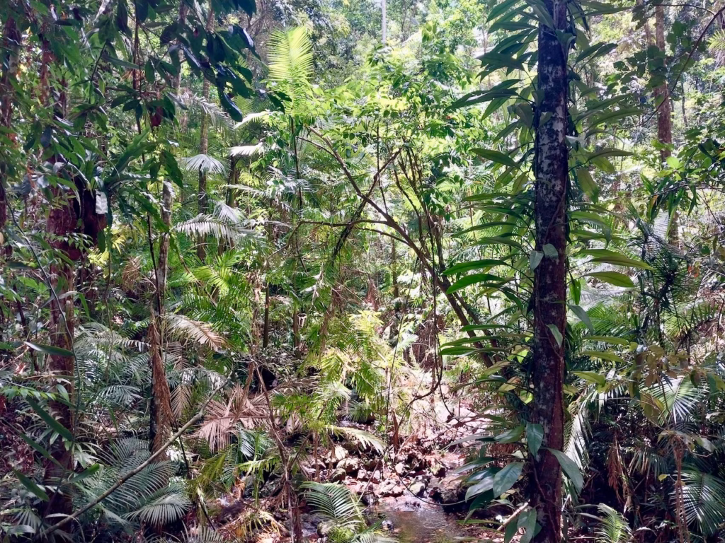 A small rainforest creek crossing the Jindalba trail, framed by ferns and palms