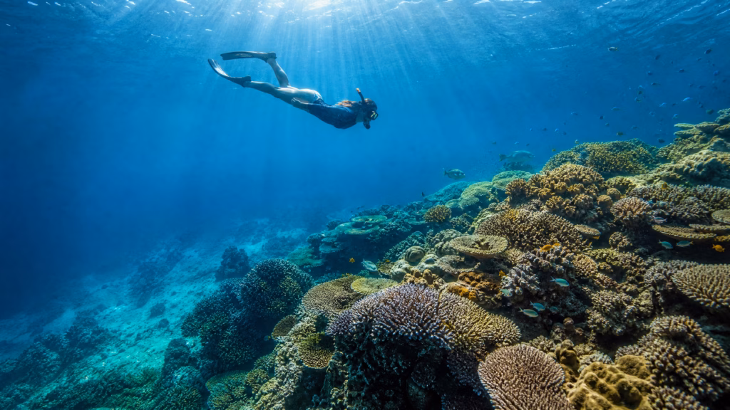 Snorkelling in the Great Barrier Reef