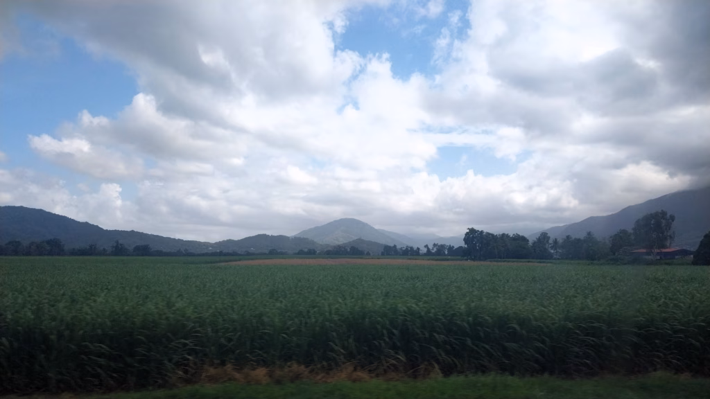 Sugarcane fields with mountains visible from the bus window on the road to Palm Cove