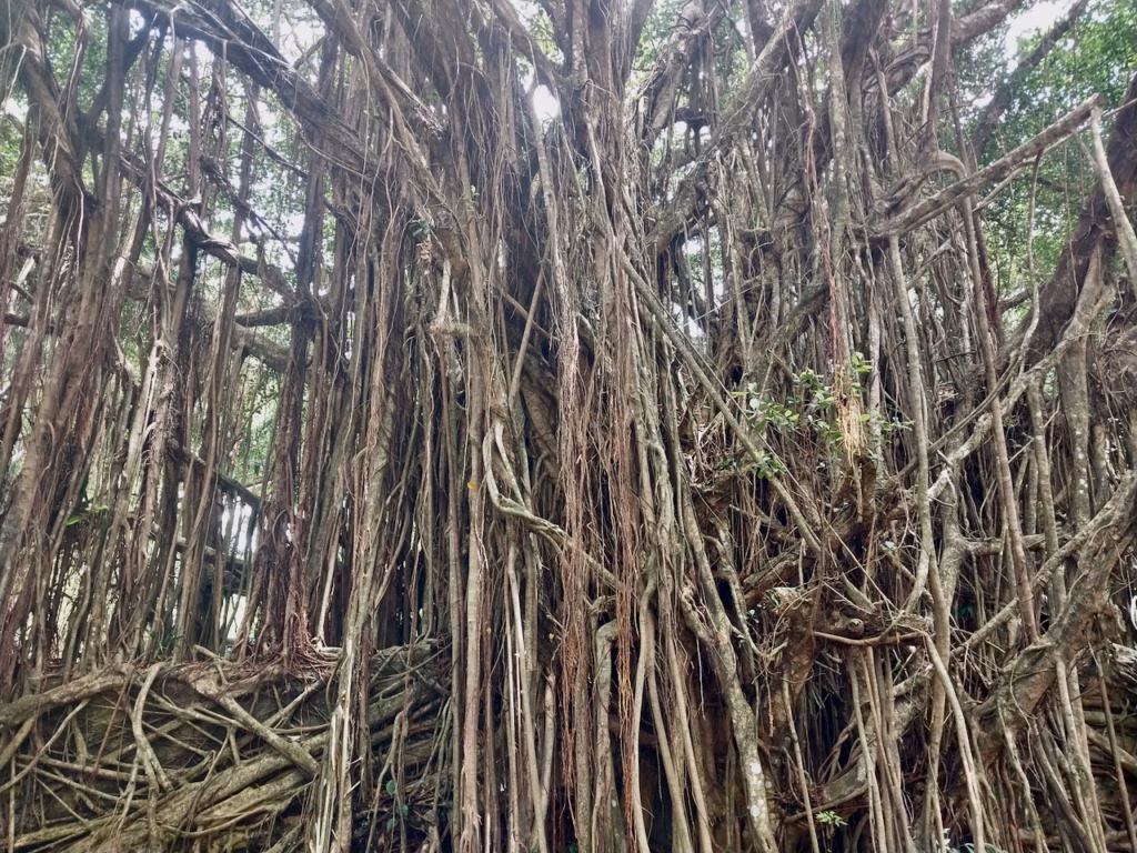 Strangler fig roots at Cairns Botanic Gardens