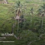 Terraced rice paddies and palm trees in Ubud, Bali