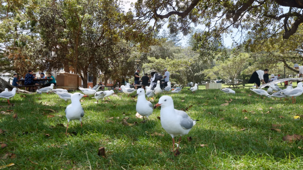 Gulls gathered on the lawn at Robertson Park, Watsons Bay, with the Robert Watson memorial stone