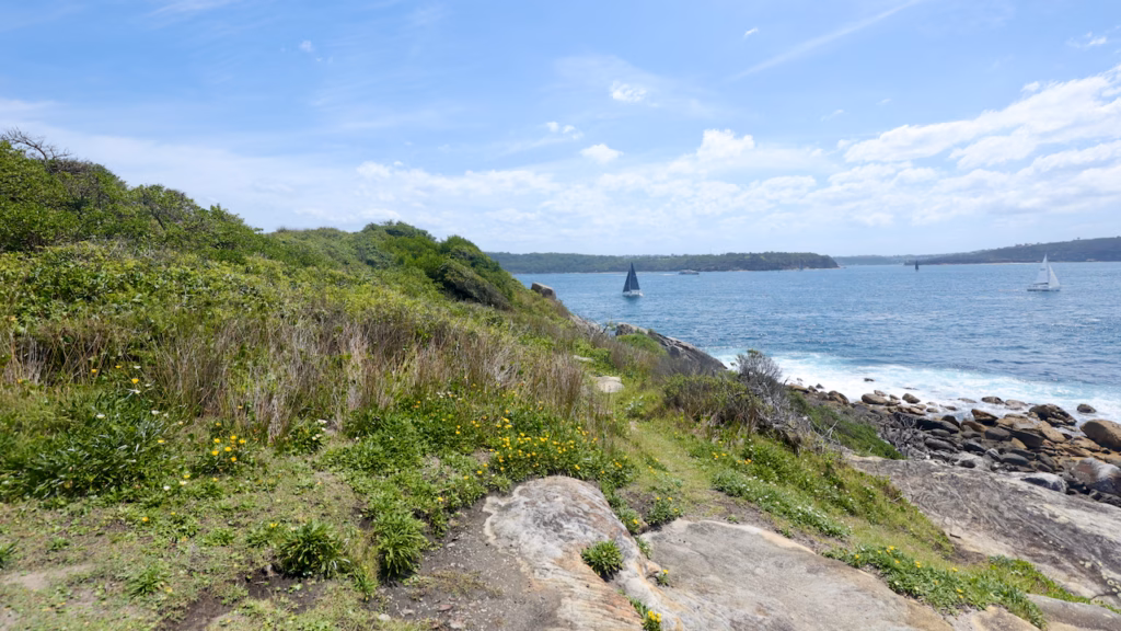 Coastal heath with yellow wildflowers at Watsons Bay's South Head near Hornby Lighthouse, with sailing boats on Sydney Harbour