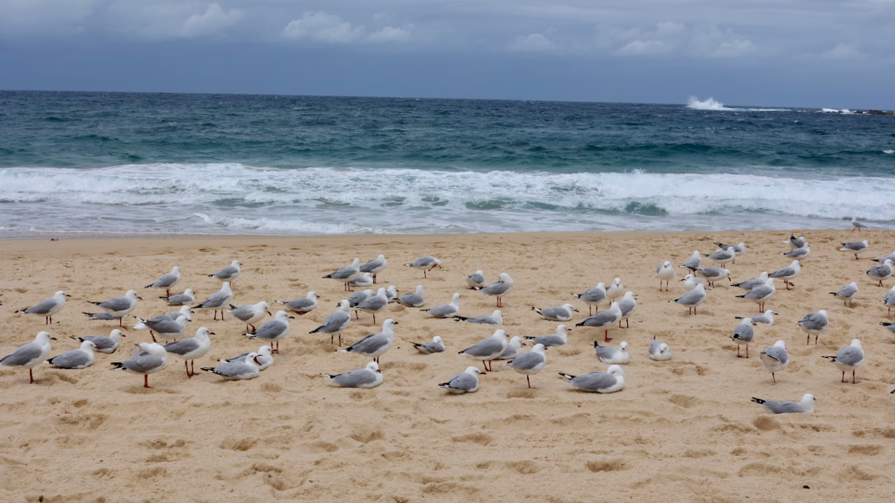 Silver gulls on Coogee Beach with spray breaking on Wedding Cake Island offshore